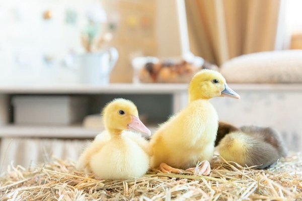 Comment marier des accessoires en velours avec une tenue printanière pour un mariage?